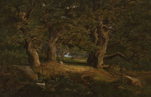 Oak Trees in Rakovice