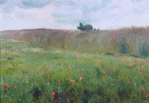 Poppies on the Meadow
