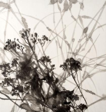 Grasses