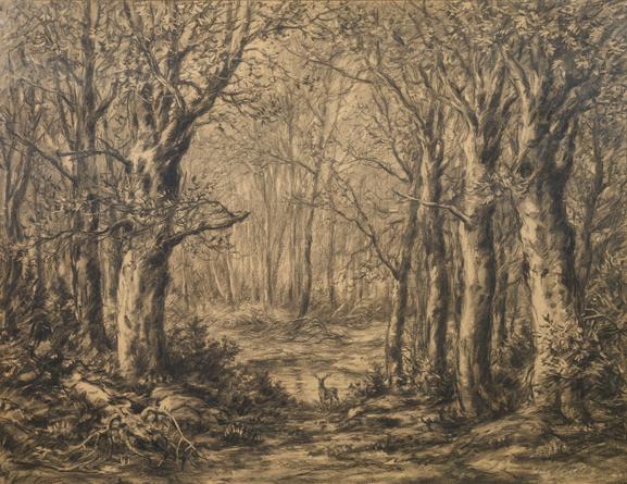 Deer in a Beech Forest