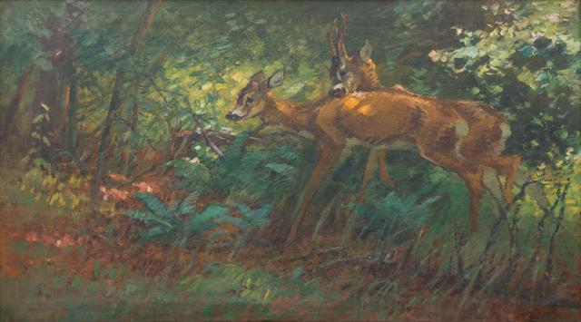 Roe Deer Courtship
