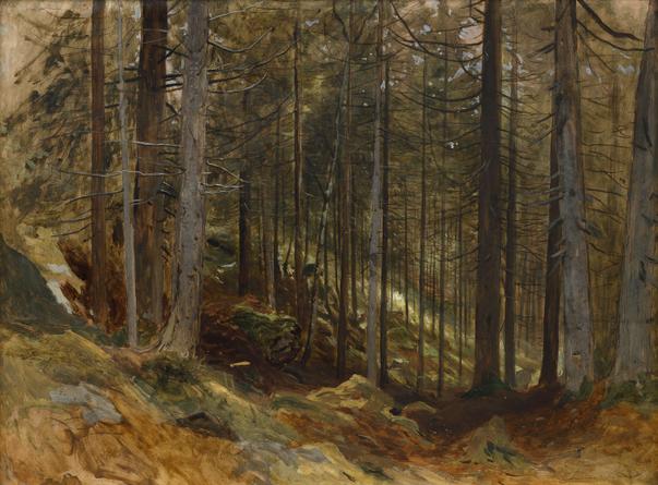 Forest Interior