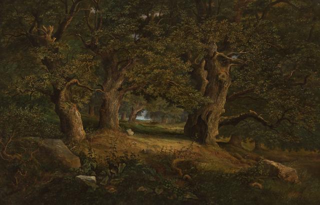 Oak Trees in Rakovice