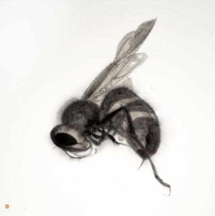 Dead Wasp