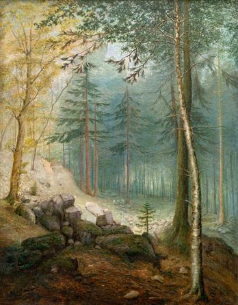 Morning in the Woods
