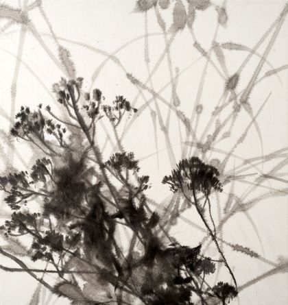 Grasses