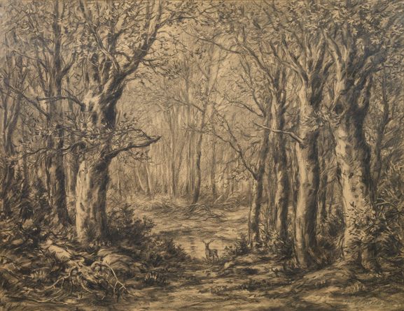 Deer in a Beech Forest