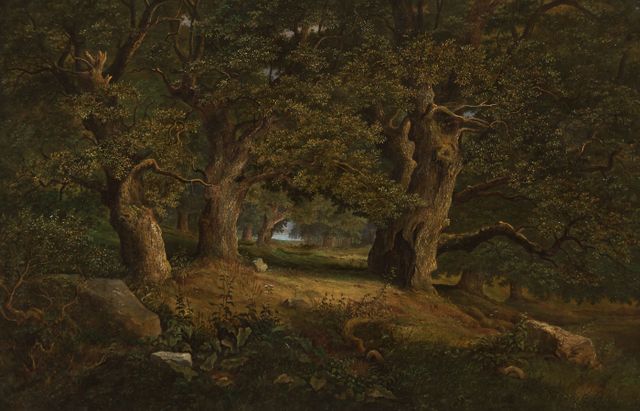 Oak Trees in Rakovice