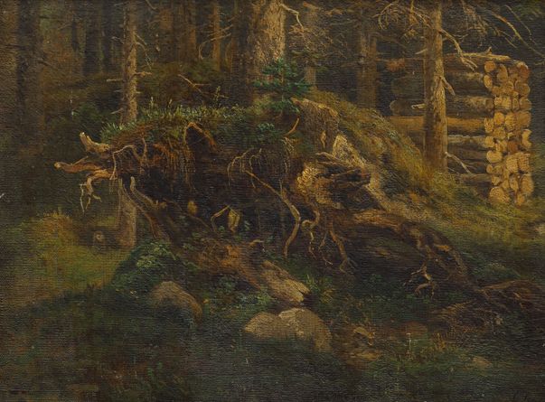 Forest Interior