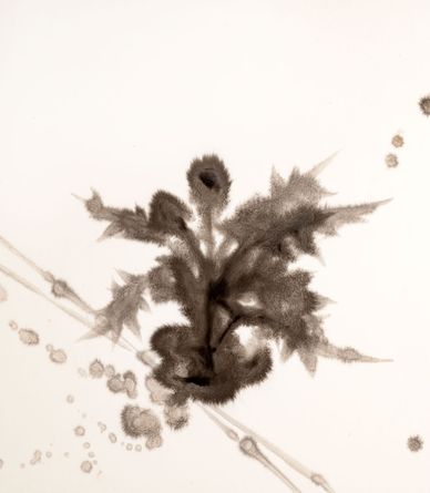 Thistle