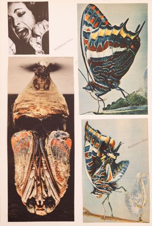 Set of Twelve Collages 