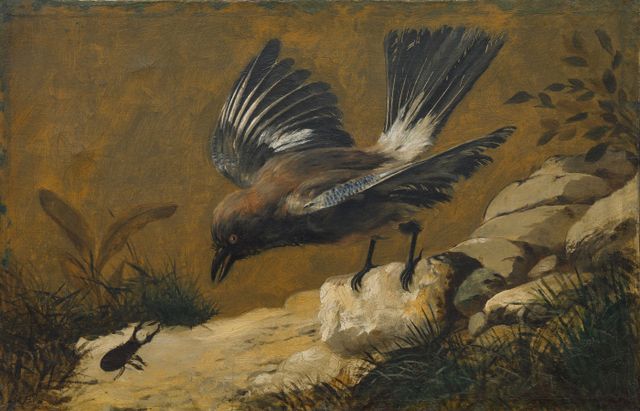 Still Life with Jay and Stag Beetle